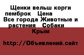 Щенки вельш корги пемброк › Цена ­ 70 000 - Все города Животные и растения » Собаки   . Крым